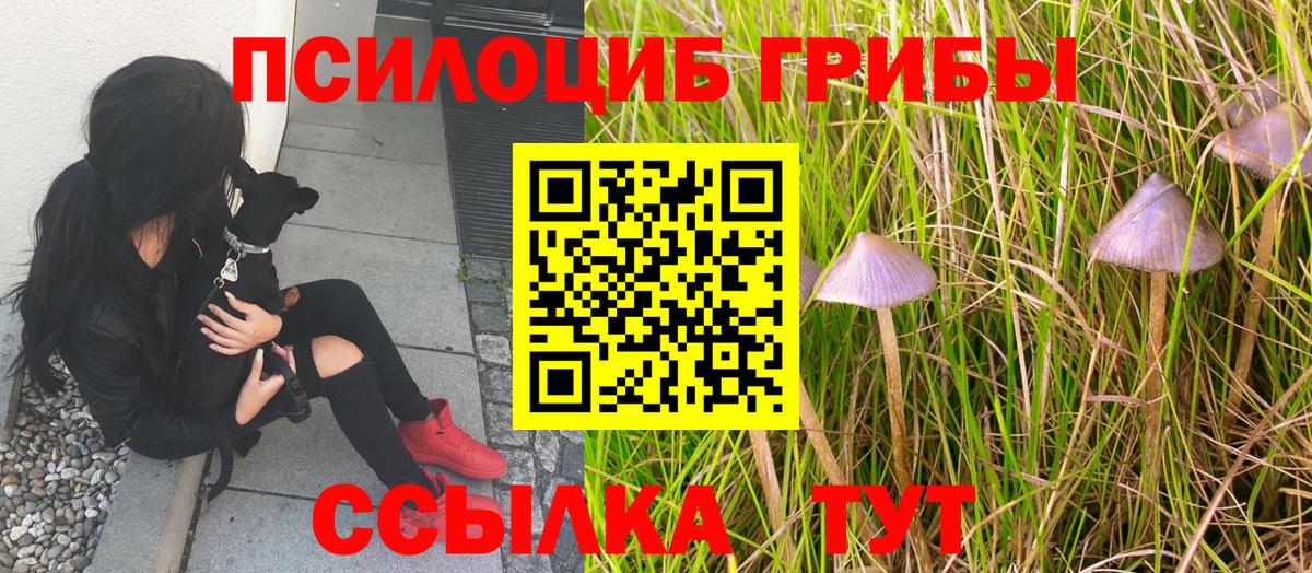 Соль-Илецк  Псилоцибиновые грибы Cubensis  Вход с VPN  Псилоцибиновые грибы Magic Shrooms 